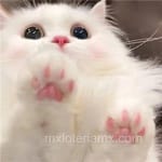 Avatar Amalia Serrano